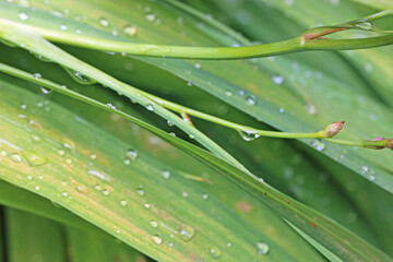 Raindrops on green leaves