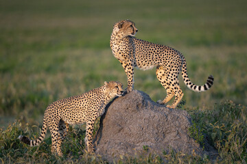 Two cheetahs at sunset on a rock