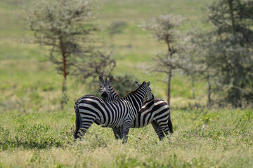 Two zebras in a grassy field