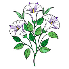  Vibrant Moonflower Bouquet Flowers Illustration