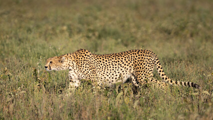 Cheetah at sunset stalking through the grass