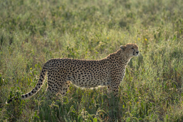 Backlit cheetah in a grassy field