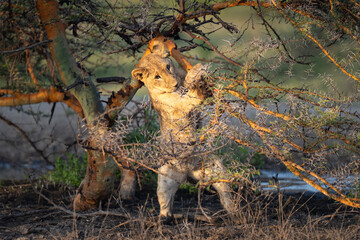 Lion cub playing in a tree at sunrise