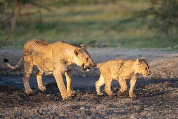 Lioness grabbing a lion cubs tail