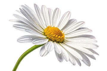 Fototapeta premium Daisy