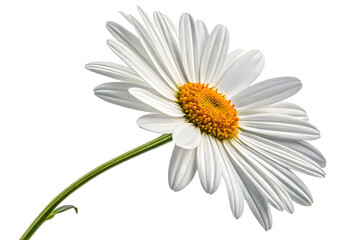 Naklejka premium Daisy