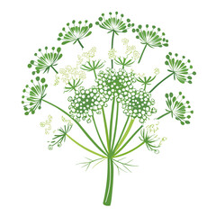 Naklejka premium Lovely Queen Anne's Lace Flower Art