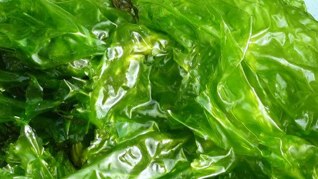 A close-up view of a macroscopic algae with a leaf-like flattened thallus and a light to dark green color. Sea lettuce is a new food source for humans.