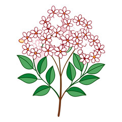  Charming Spiraea Flower Bouquet for Creative Designs