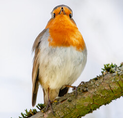 Rotkehlchen auf einem Ast