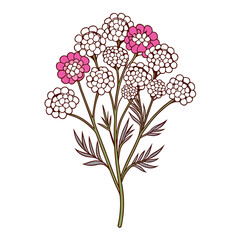  Vibrant Yarrow Bouquet Flower Illustration