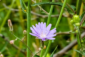 Blue Chicory Flowers, chicory wild flowers on the field. Blue flower on natural background. Flower of wild chicory endive . Cichorium intybus