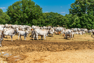 rural sceneries during the transhumance season of a cow  herd, Val d'Agri, Basilicata, Italy