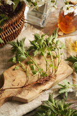 Fresh stinging nettle root and rhizome with a bottle of herbal tincture.