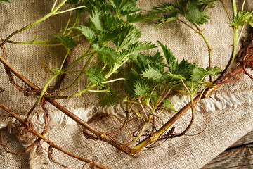 Fresh stinging nettle thizome and roots with leaves collected in spring - ingredient for herbal...