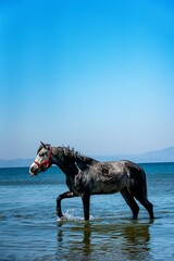 A striking grey horse with a red halter gracefully walks through shallow beach water, creating...