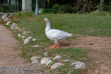 white goose on a green grass