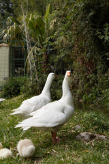white goose on the grass