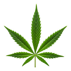 Simple weed leaf with clean edges and vibrant green hue