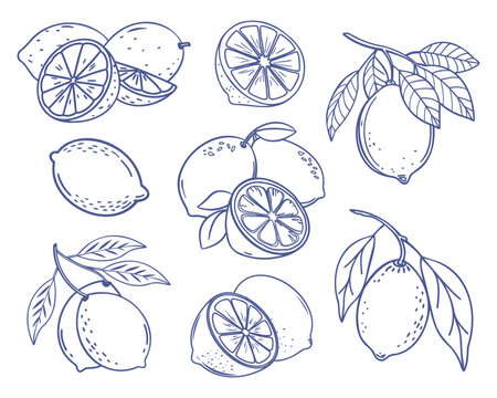 Lemon fruit set. Collection of lemon sketches. Hand drawn doodle illustration.