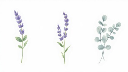 Obraz premium Lavender and Eucalyptus Watercolor Botanical Illustration