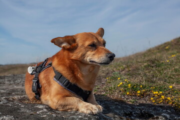A corgi mix dog relaxing on a rock in springtime nature, wearing a harness. Clear blue sky and yellow wildflowers in the background.