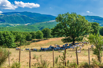 rural sceneries during the transhumance season of a cow  herd, Val d'Agri, Basilicata, Italy