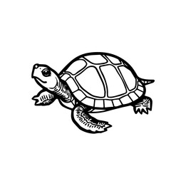 Fototapeta premium Illustrative turtle sketch in black and white on white background 