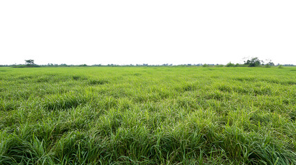 Obraz premium Expansive green rice field under a clear sky, showcasing nature's beauty and agricultural richness.