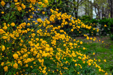 Yellow kerria japonica or Japanese kerria, vivid bush flowering in spring. Yellow flowers represent nature beauty, floral energy, seasonal inspiration. Natural scenic decoration of city