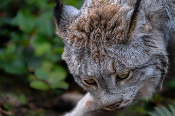 Canada Lynx (Lynx canadensis) Searching for Food