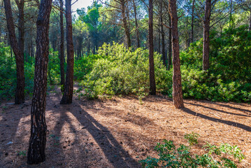 forest near to the beach of policoro, matera, basilicata,