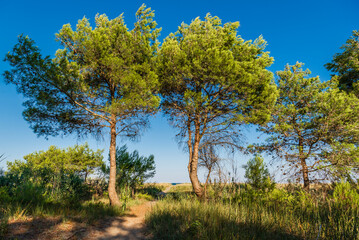 forest near to the beach of policoro, matera, basilicata,