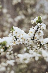 The branches of a tree blooming in spring are covered with snow.