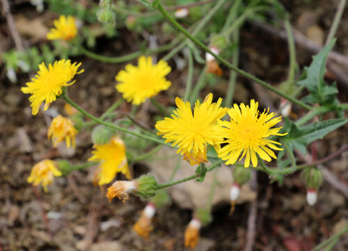 Crepis foetida grows in nature