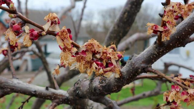 Apricot flowers damaged by frost during spring