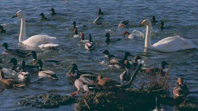 wildfowl, mallards, porchards, whooper swans, jostling in shallow water during feeding time at nature reserve lake
