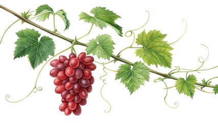 Obraz premium Watercolor Illustration Of Ripe Red Grapes With Leaves On A Branch