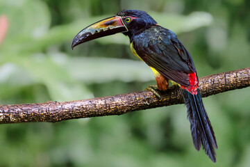 Collared aracari (Pteroglossus torquatus), Sarapiqui, Costa Rica. Selective focus on bird's eye