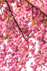 cherry blossom in spring