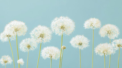 Obraz premium A cluster of delicate, fluffy dandelion seed heads stand tall against a serene light blue background, showcasing their ethereal beauty and natural elegance in a minimalist