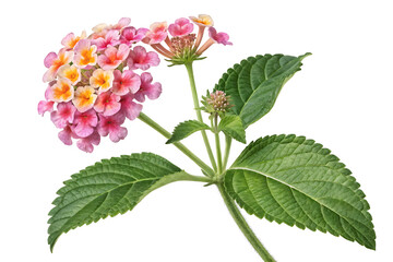 Lantana