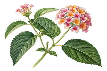 Lantana