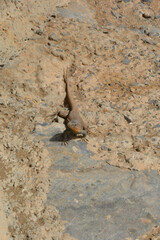 The Gran Canaria giant lizard (Gallotia stehlini); species of lizard in the family Lacertidae.  Large endemic reptile found in the Canary Islands.
