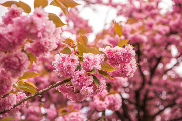 pink cherry blossom in spring