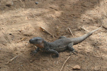 The Gran Canaria giant lizard (Gallotia stehlini); species of lizard in the family Lacertidae.  Large endemic reptile found in the Canary Islands.