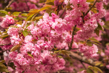 pink cherry blossom in spring