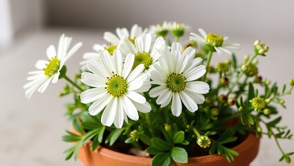 Obraz premium Green and White Flowers in Clay Pot - Springtime Decor