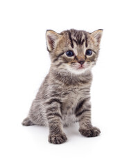 Small gray kitten.