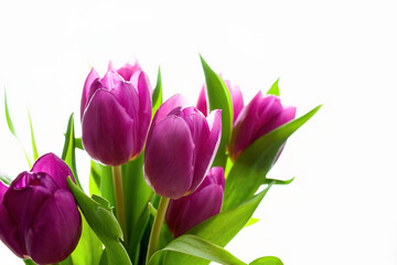 Purple tulips with green leaves on white background
